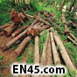 DEFORESTATION