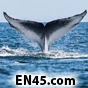 ماجرای مرگ بار نهنگ آبی